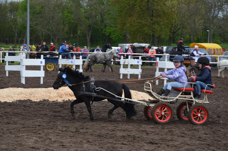 Puchary starosty dla powożących (zdjęcia)