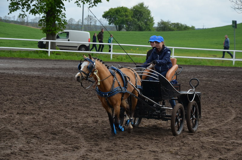 Puchary starosty dla powożących (zdjęcia)