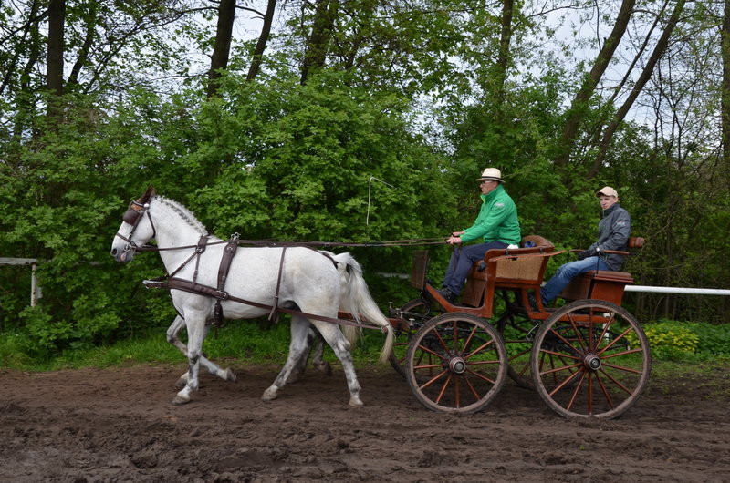 Puchary starosty dla powożących (zdjęcia)