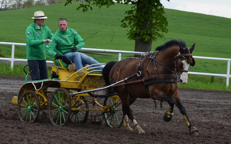 Puchary starosty dla powożących (zdjęcia)