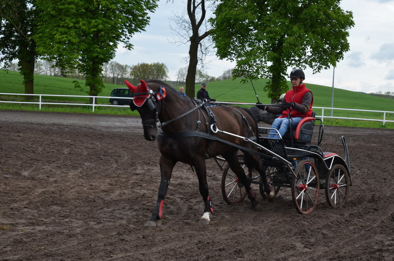 Puchary starosty dla powożących (zdjęcia)