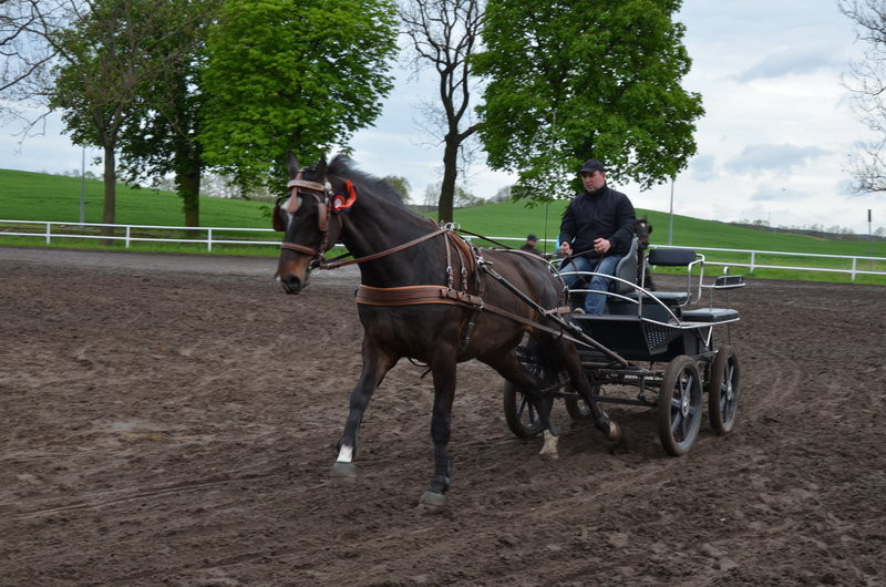 Puchary starosty dla powożących (zdjęcia)