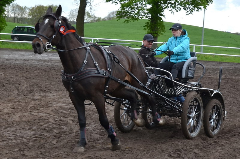 Puchary starosty dla powożących (zdjęcia)