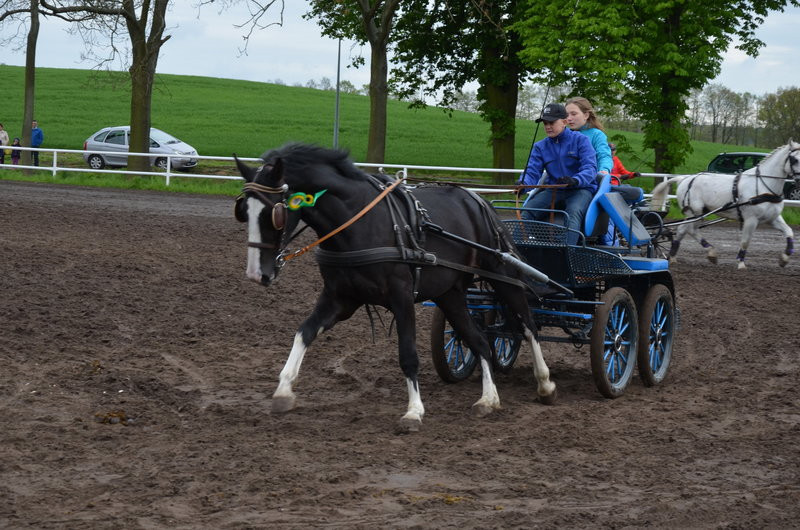 Puchary starosty dla powożących (zdjęcia)