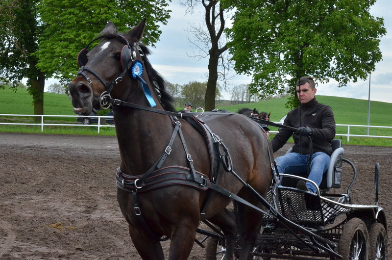 Puchary starosty dla powożących (zdjęcia)
