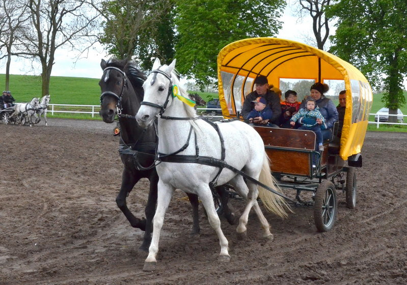 Puchary starosty dla powożących (zdjęcia)