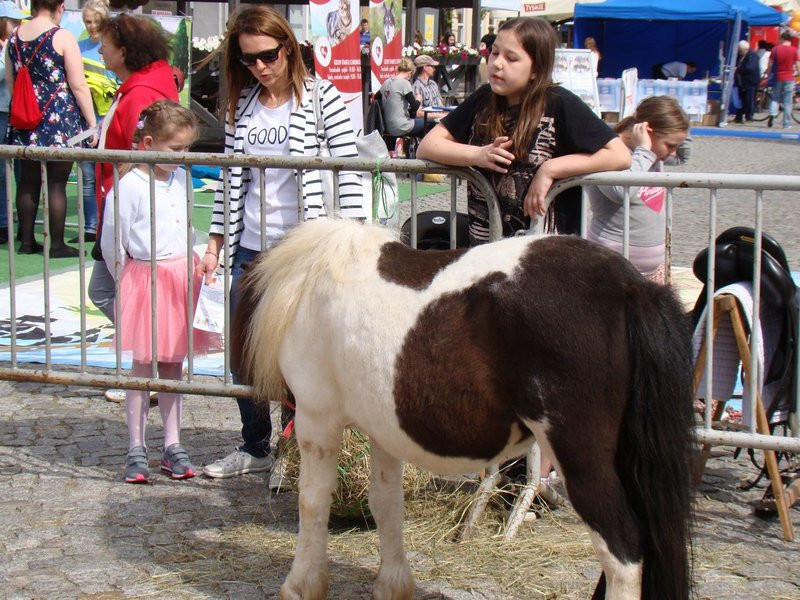 Kolorowo, radośnie, słonecznie (zdjęcia)
