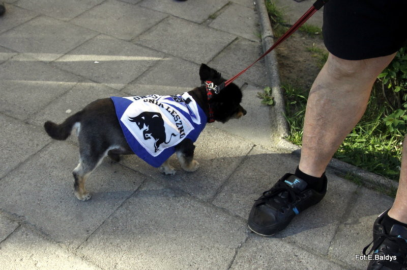 Zobacz siebie na meczu Fogo Unia-GKM Grudziądz (zdjęcia)