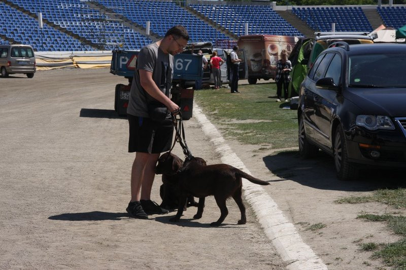 Psie piękności na stadionie (zdjęcia)