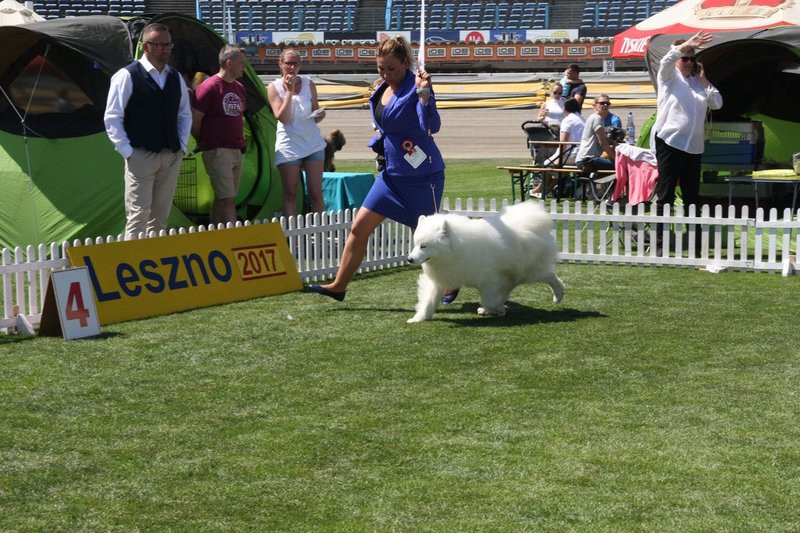 Psie piękności na stadionie (zdjęcia)