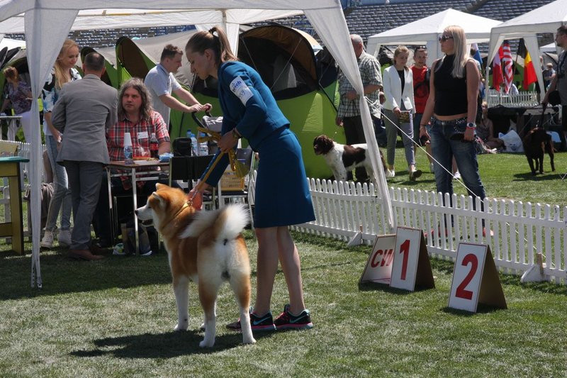 Psie piękności na stadionie (zdjęcia)
