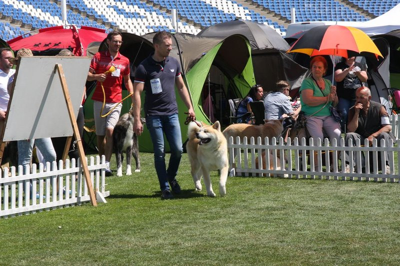 Psie piękności na stadionie (zdjęcia)