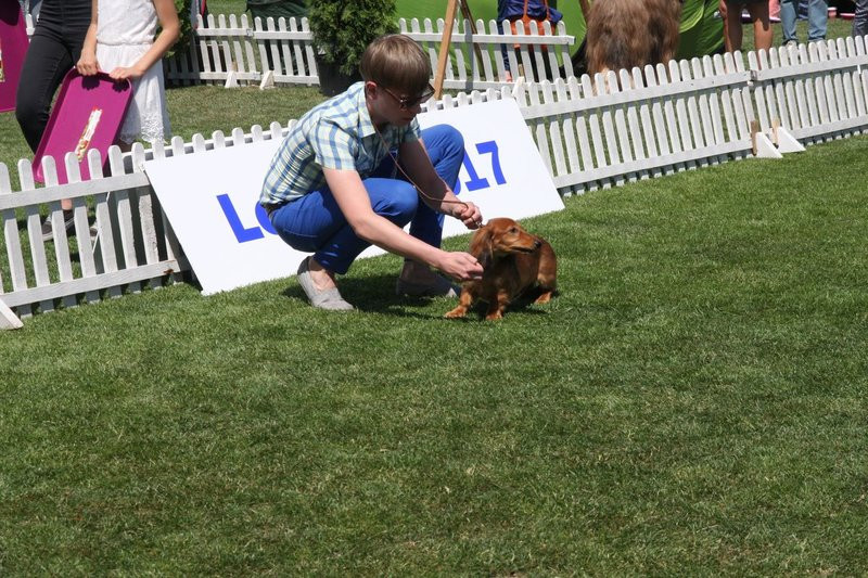 Psie piękności na stadionie (zdjęcia)