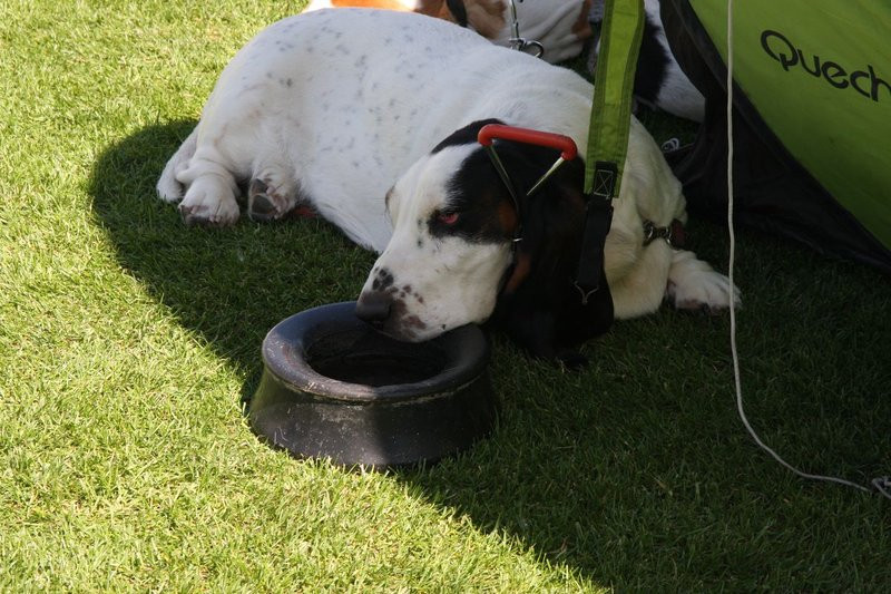 Psie piękności na stadionie (zdjęcia)