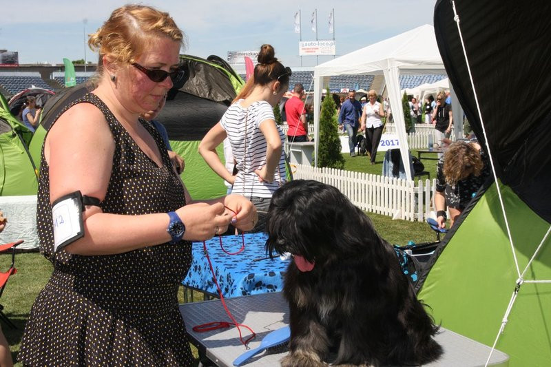 Psie piękności na stadionie (zdjęcia)