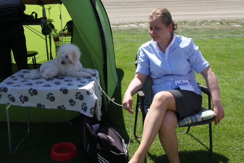 Psie piękności na stadionie (zdjęcia)