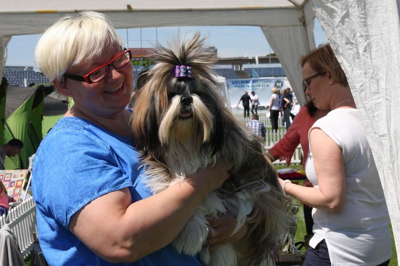 Psie piękności na stadionie (zdjęcia)