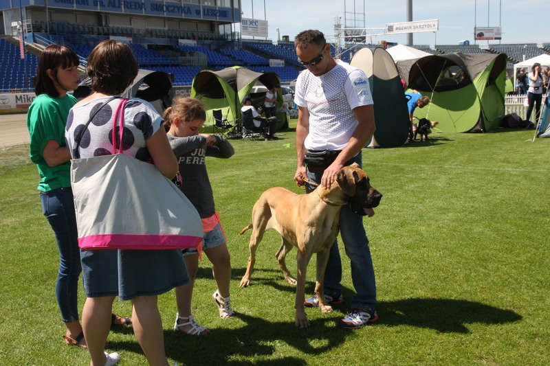 Psie piękności na stadionie (zdjęcia)