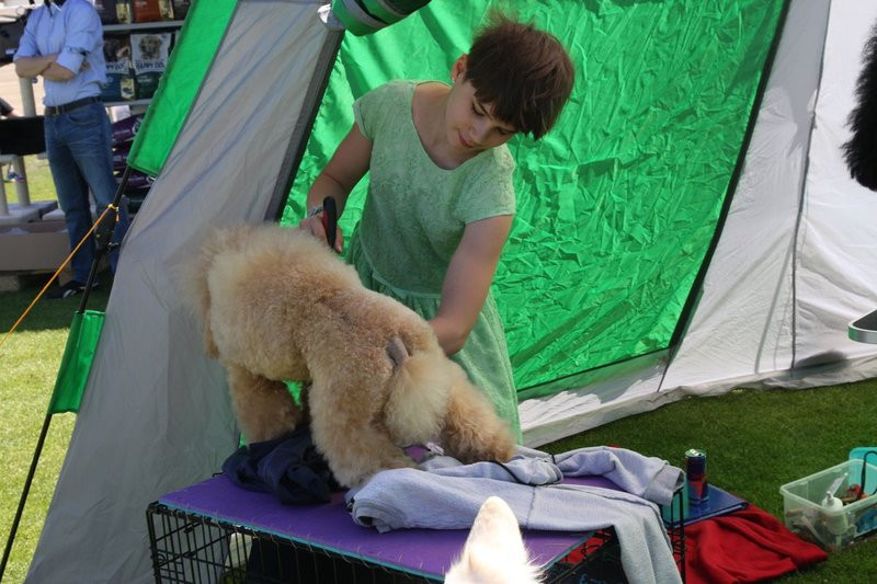 Psie piękności na stadionie (zdjęcia)