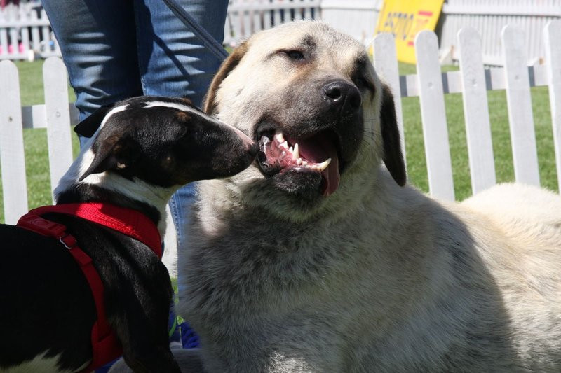 Psie piękności na stadionie (zdjęcia)