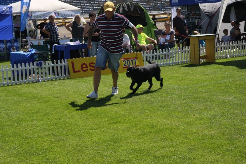 Psie piękności na stadionie (zdjęcia)