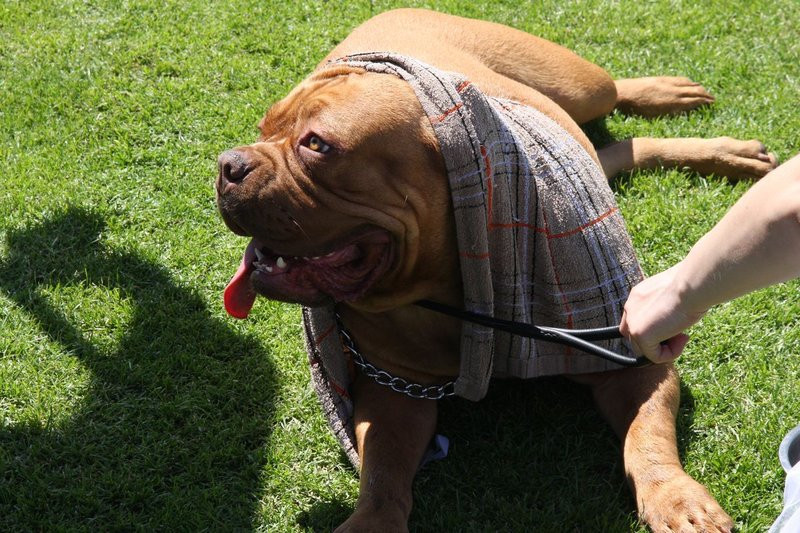 Psie piękności na stadionie (zdjęcia)