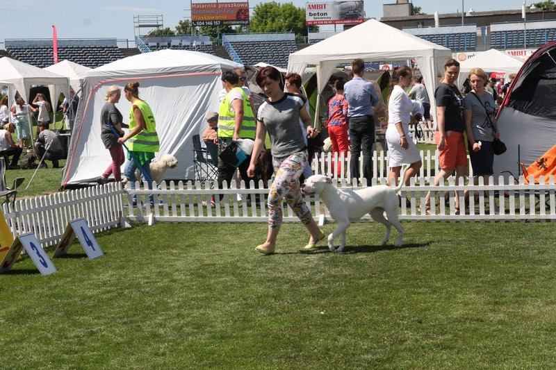 Psie piękności na stadionie (zdjęcia)
