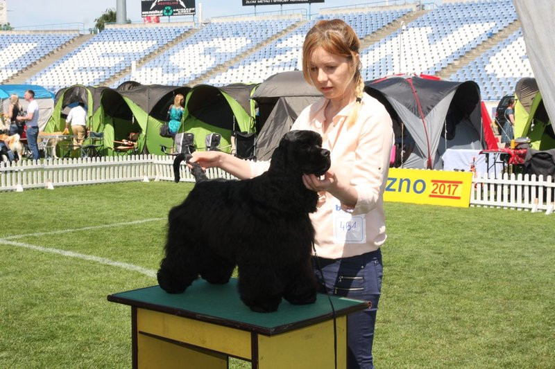 Psie piękności na stadionie (zdjęcia)