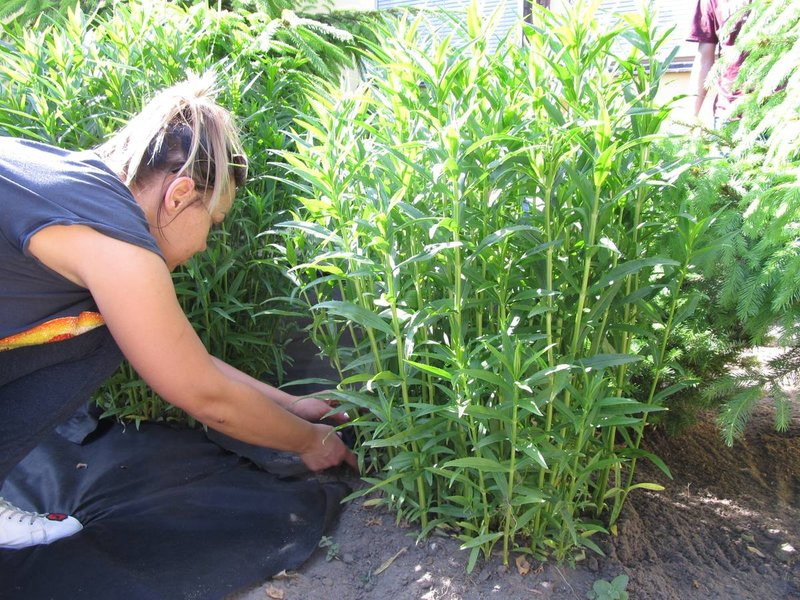 W czynie społecznym dla przedszkola (zdjęcia)