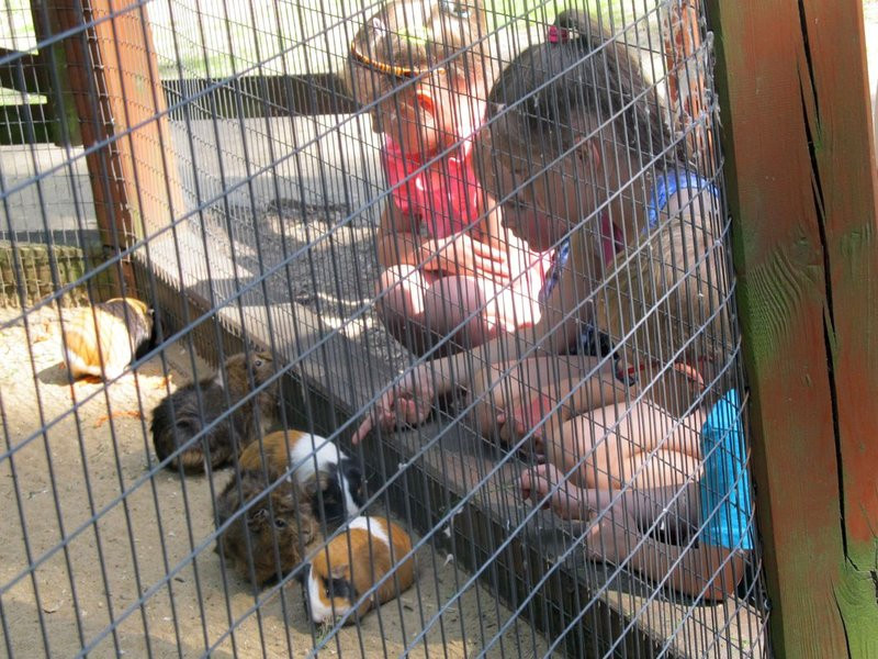 Mini-ZOO świętowało czterdziestkę (zdjęcia)