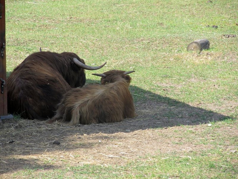 Mini-ZOO świętowało czterdziestkę (zdjęcia)
