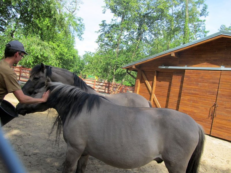 Mini-ZOO świętowało czterdziestkę (zdjęcia)