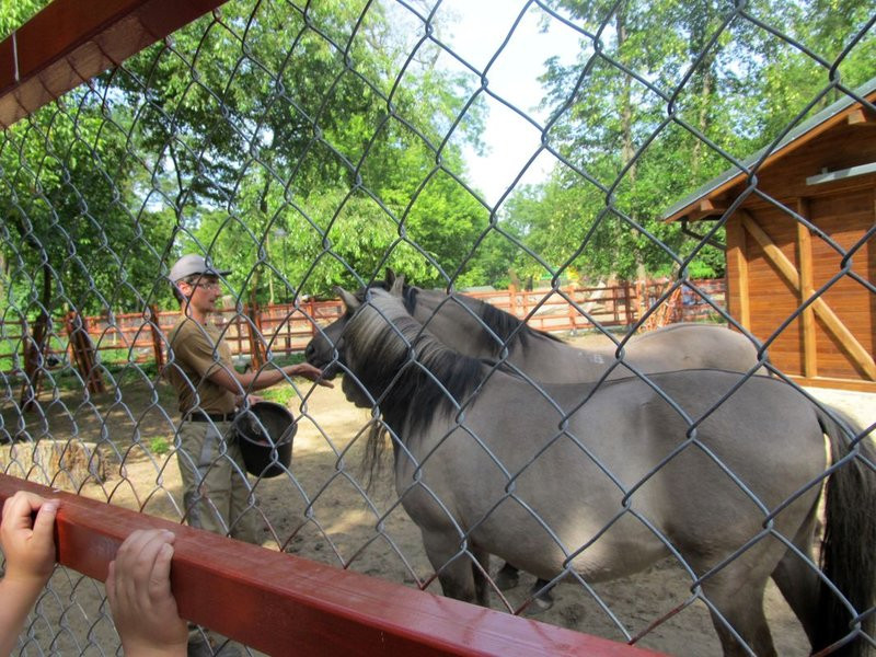 Mini-ZOO świętowało czterdziestkę (zdjęcia)