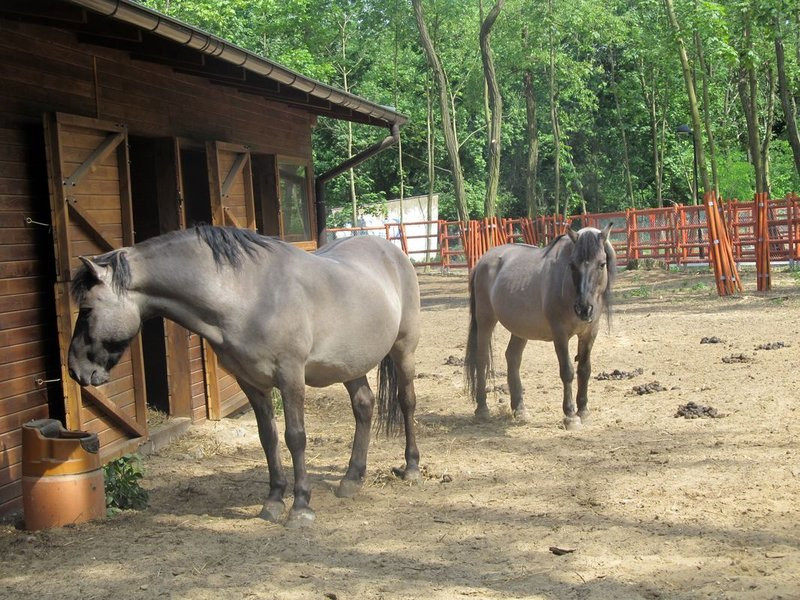 Mini-ZOO świętowało czterdziestkę (zdjęcia)