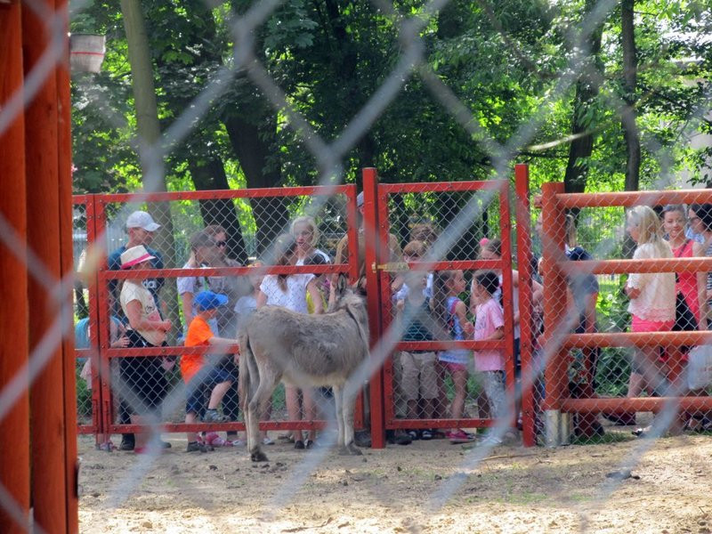 Mini-ZOO świętowało czterdziestkę (zdjęcia)