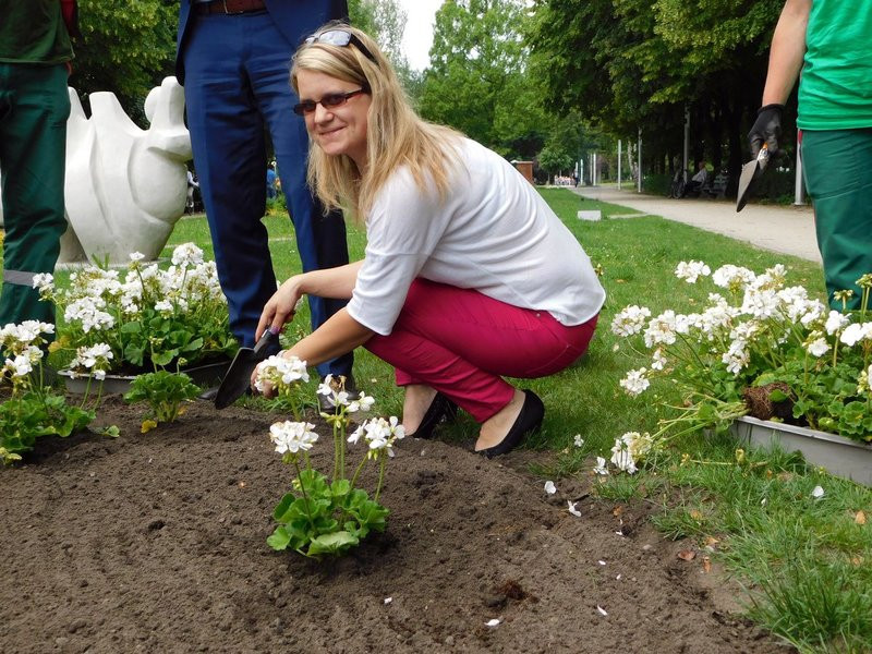 Dzieci sadziły pelargonie (zdjęcia)