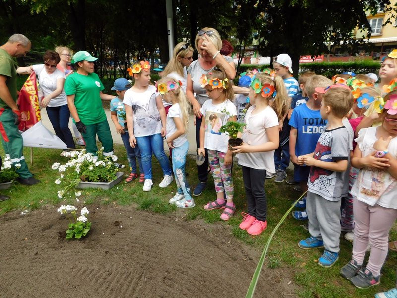 Dzieci sadziły pelargonie (zdjęcia)