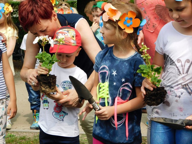 Dzieci sadziły pelargonie (zdjęcia)
