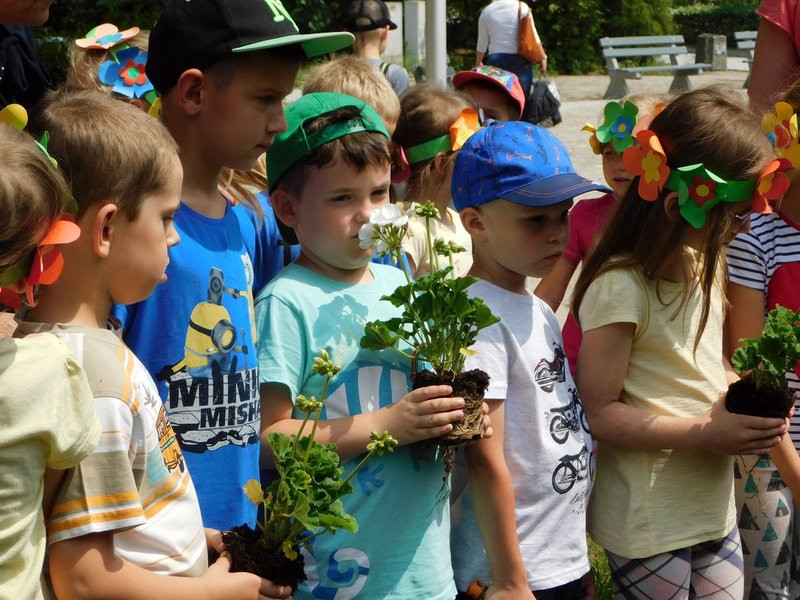 Dzieci sadziły pelargonie (zdjęcia)