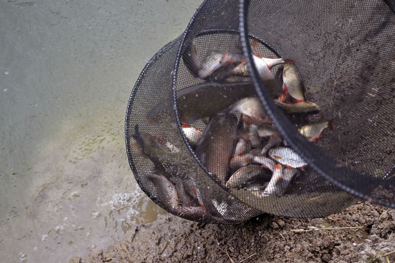 Wędkowali w Pawłowicach (zdjęcia)