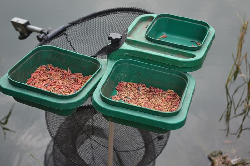 Wędkowali w Pawłowicach (zdjęcia)