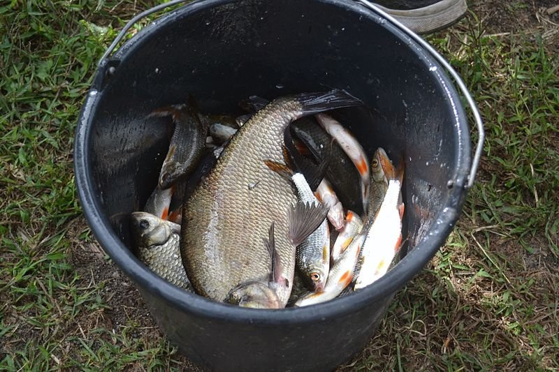 Kociugi wędkowały w Robczysku (zdjęcia)