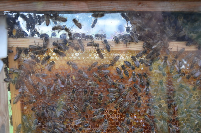 Pokazali jak na wsi bywało (zdjęcia)