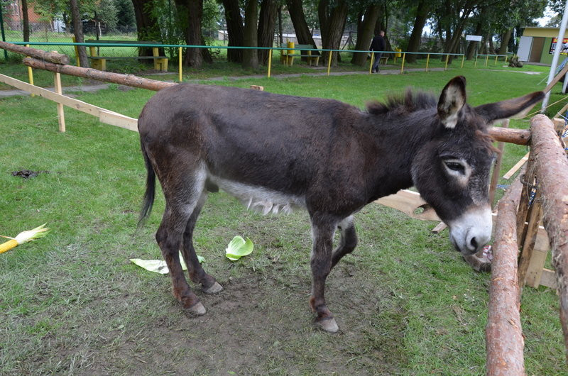 Pokazali jak na wsi bywało (zdjęcia)