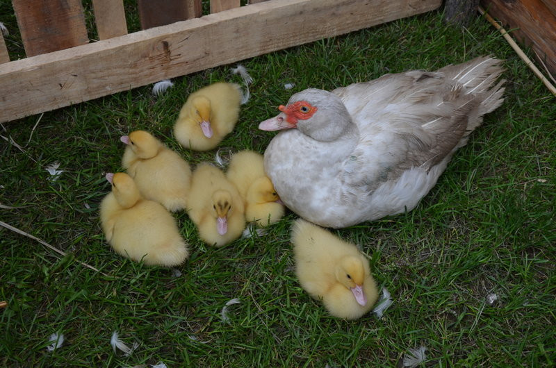Pokazali jak na wsi bywało (zdjęcia)