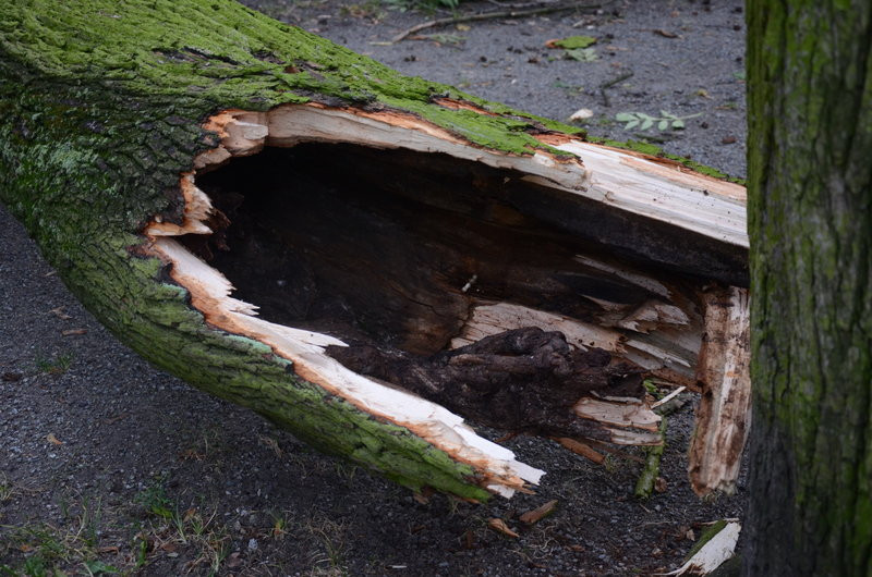 Wichura zdemolowała Leszno i powiat (zdjęcia)