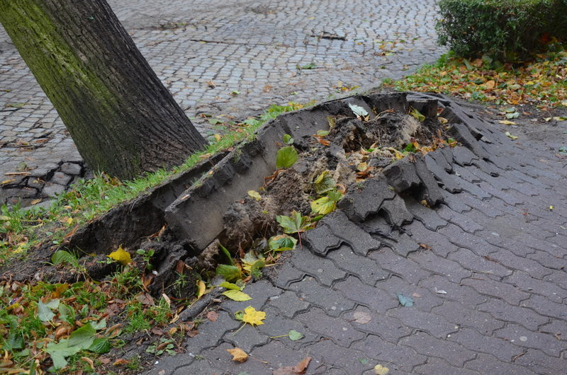 Wichura zdemolowała Leszno i powiat (zdjęcia)