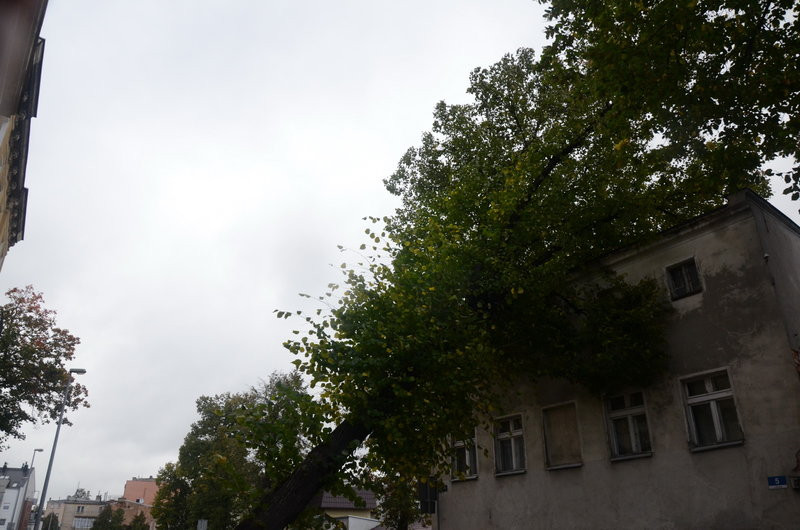 Wichura zdemolowała Leszno i powiat (zdjęcia)