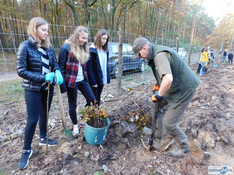 2000 drzew na 50-lecie (zdjęcia)