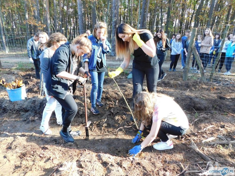 2000 drzew na 50-lecie (zdjęcia)